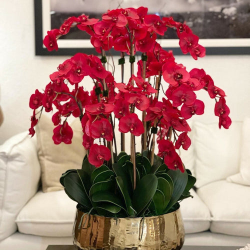 Orchidées Phalaenopsis Rouges
