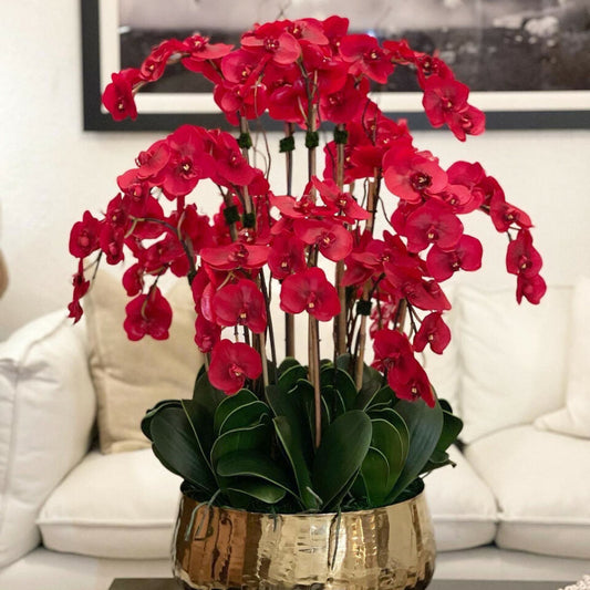 Rote Phalaenopsis-Orchideen