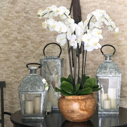 Weiße Orchideen