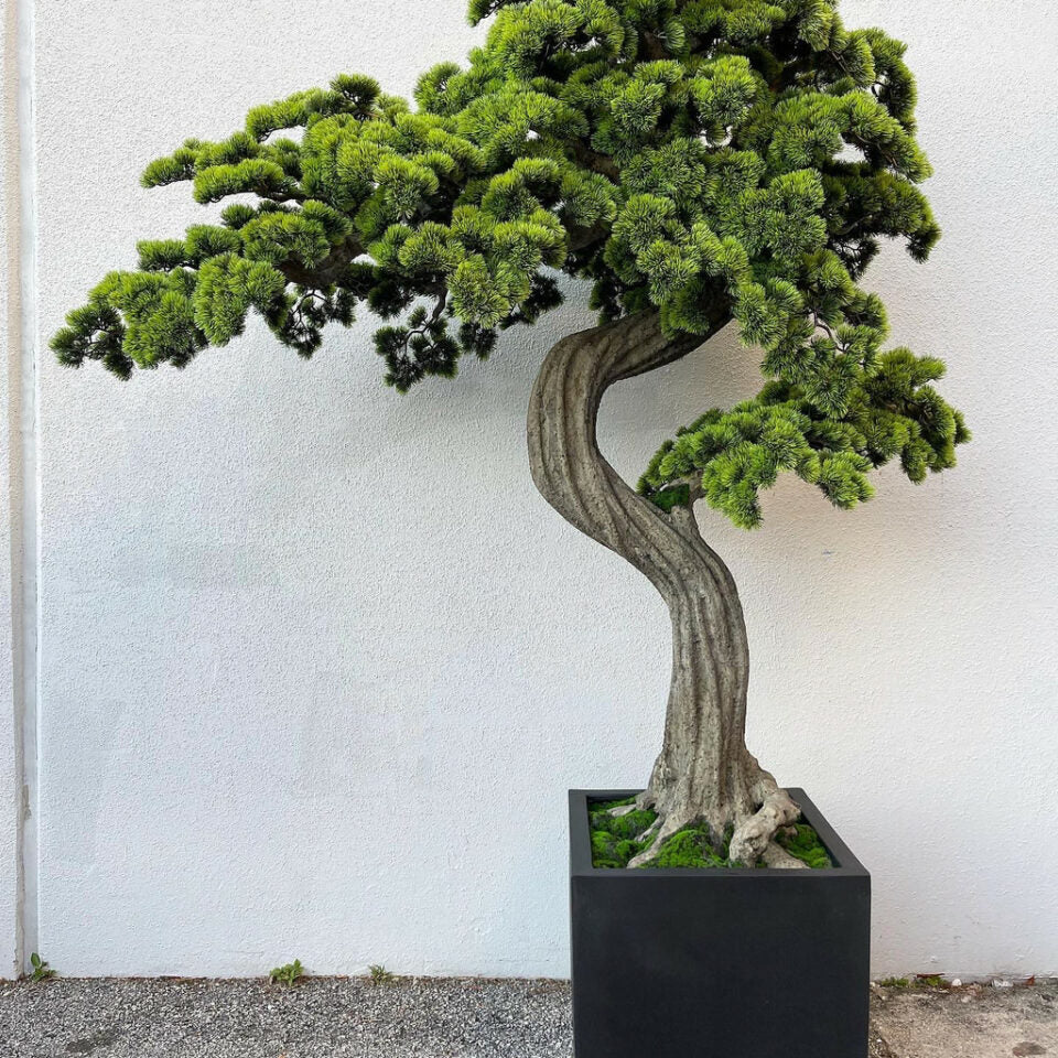 Grand Bonsaï