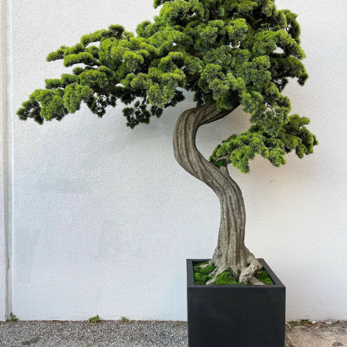 Grand Bonsaï