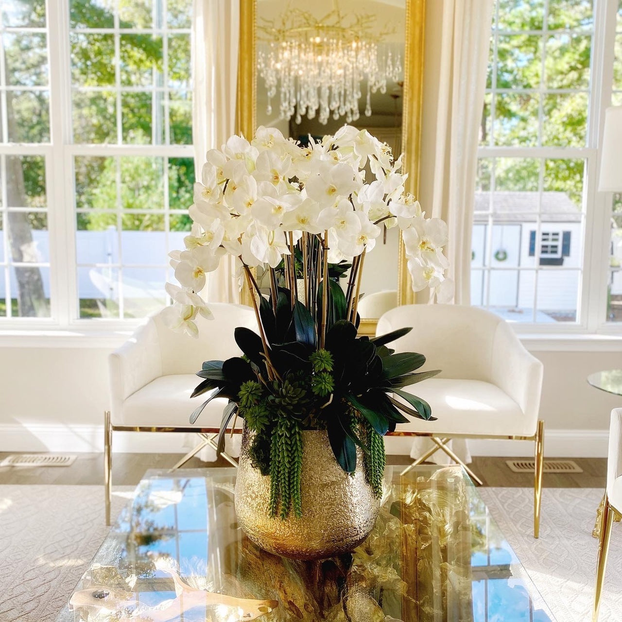 Orchidées Phalaenopsis et Plantes Succulentes