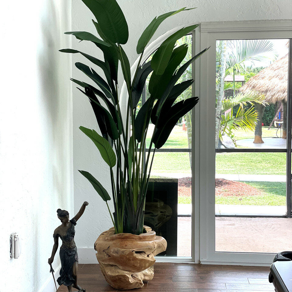 Teck avec magnifique Strelitzia (Oiseau de paradis)