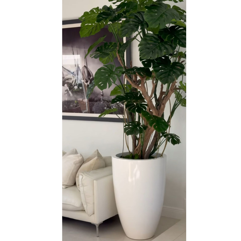 Monstera-Pflanze