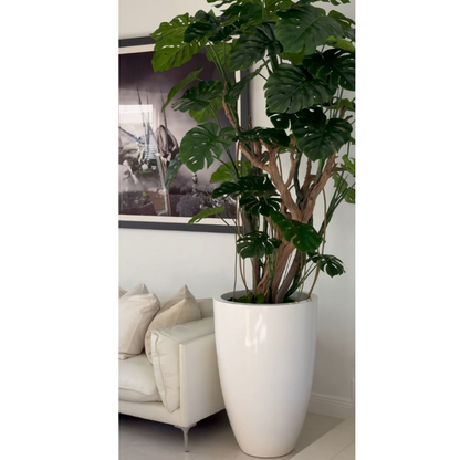 Monstera-Pflanze