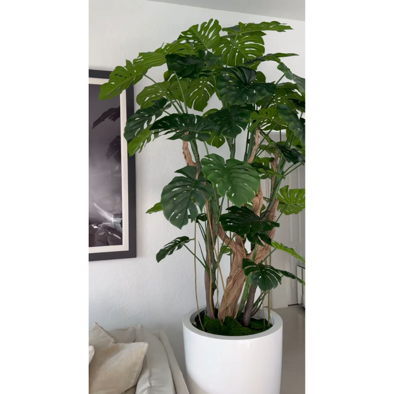 Monstera-Pflanze