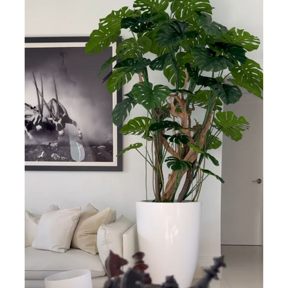 Monstera-Pflanze
