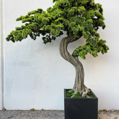 Grand Bonsaï