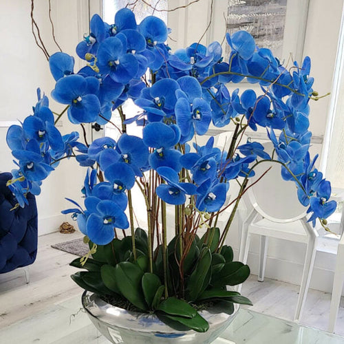 Phalaenopsis-Orchideen