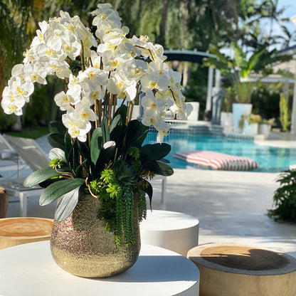 Orchidées Phalaenopsis et Plantes Succulentes