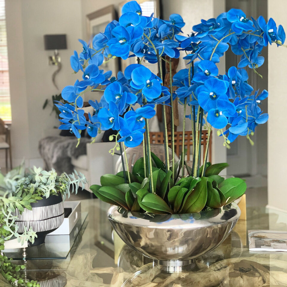 Phalaenopsis-Orchideen