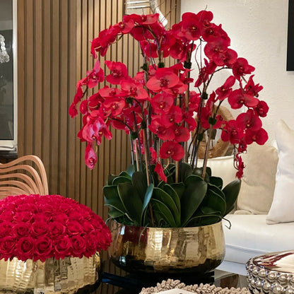 Orchidées Phalaenopsis Rouges