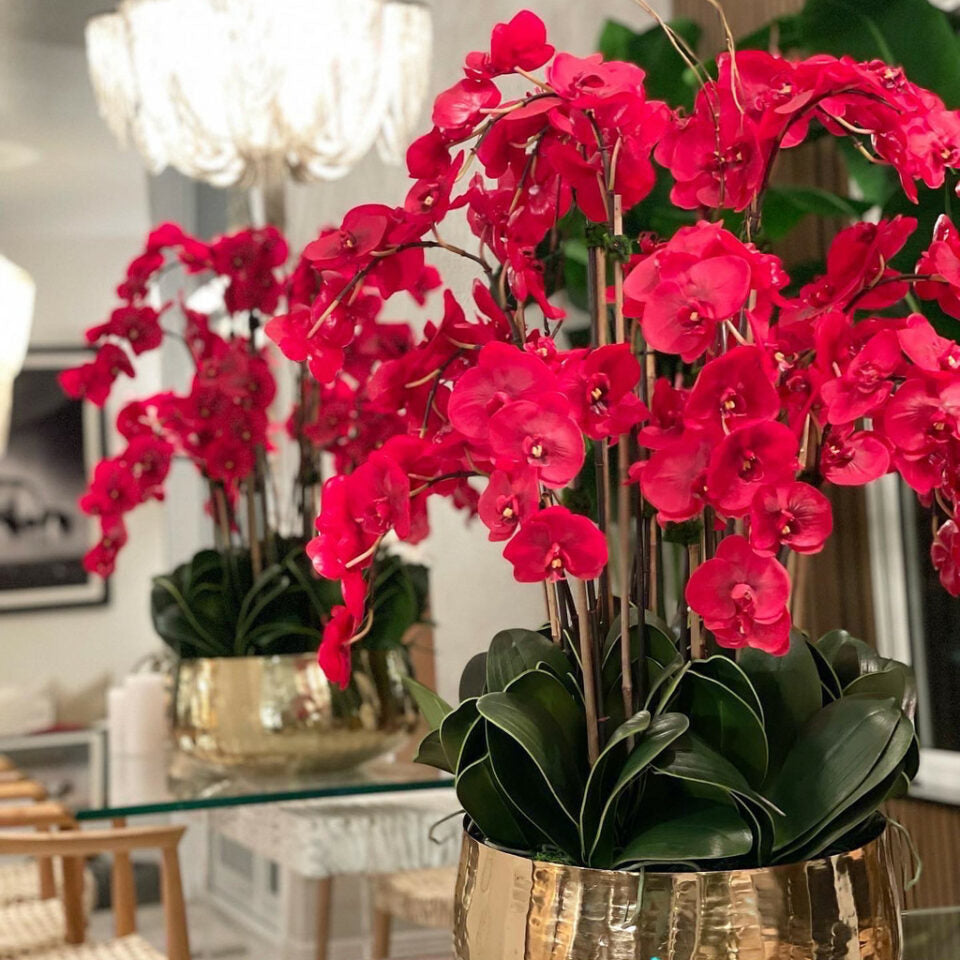 Orchidées Phalaenopsis Rouges