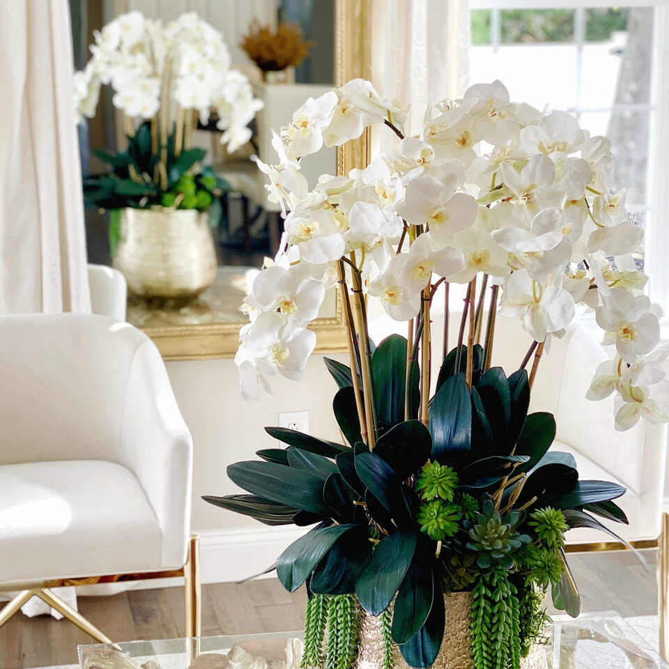 Orchidées Phalaenopsis et Plantes Succulentes