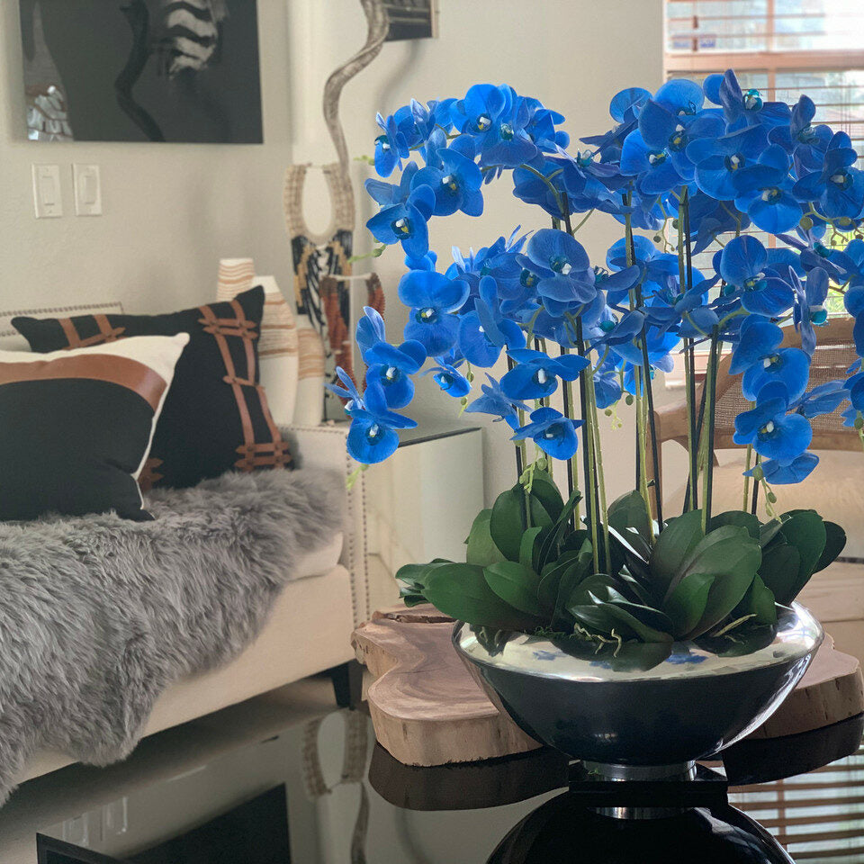 Phalaenopsis-Orchideen