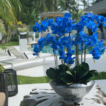 Phalaenopsis-Orchideen