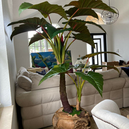 Alocasia