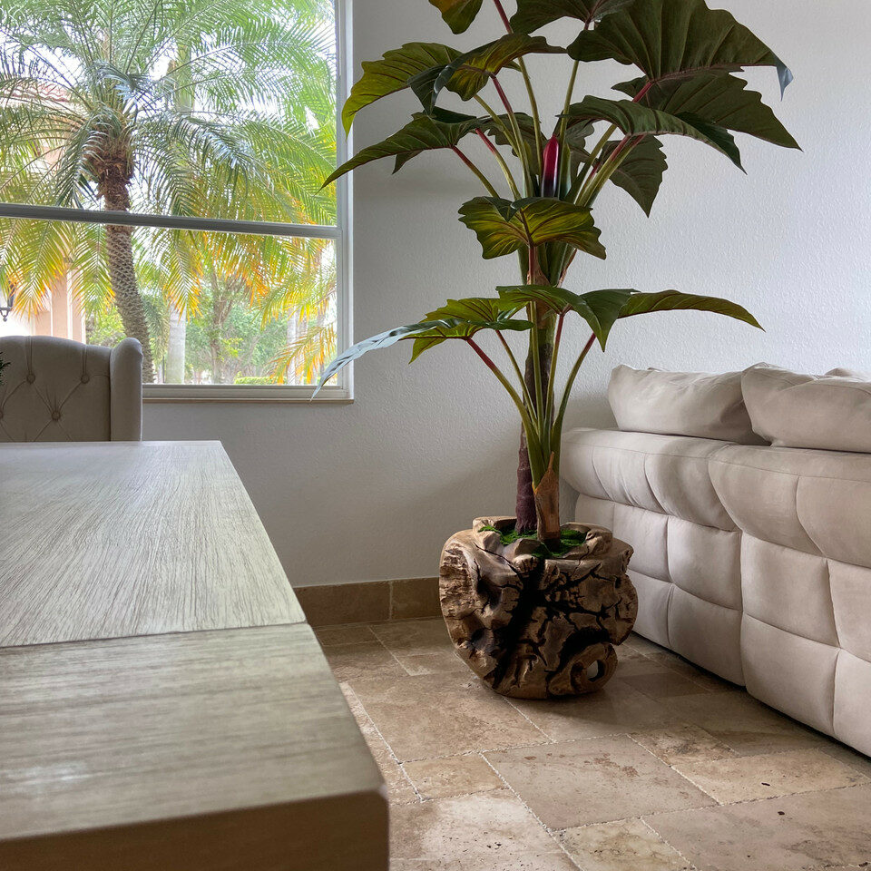 Alocasia