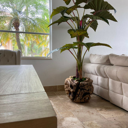 Alocasia