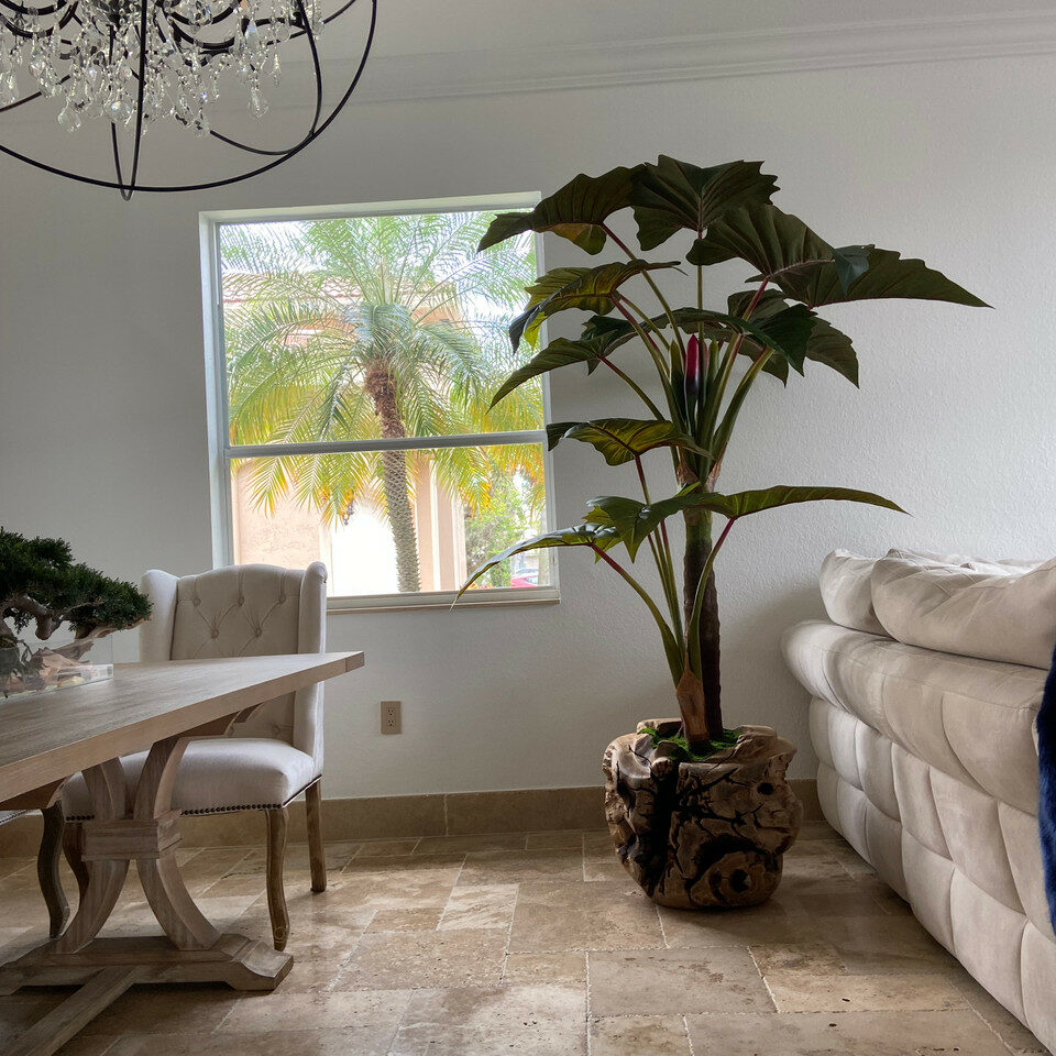 Alocasia