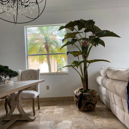 Alocasia