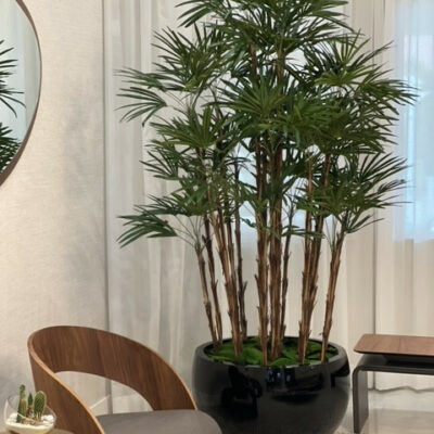 Lady-Palme