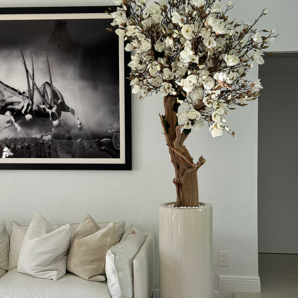 Weiße Magnolie