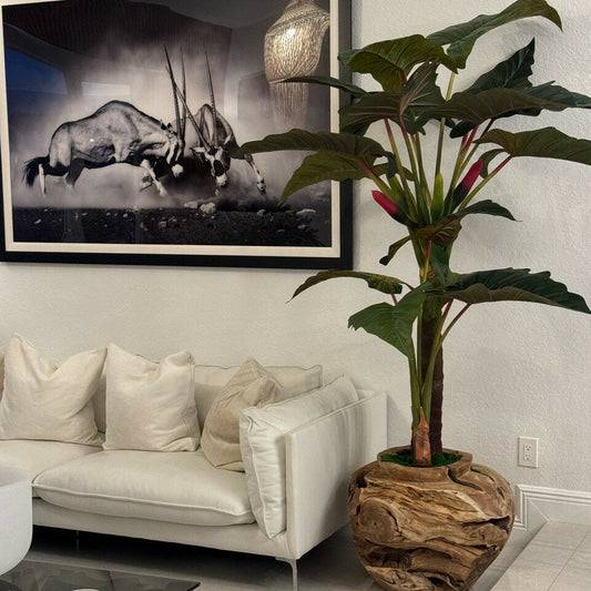 Plante Alocasia