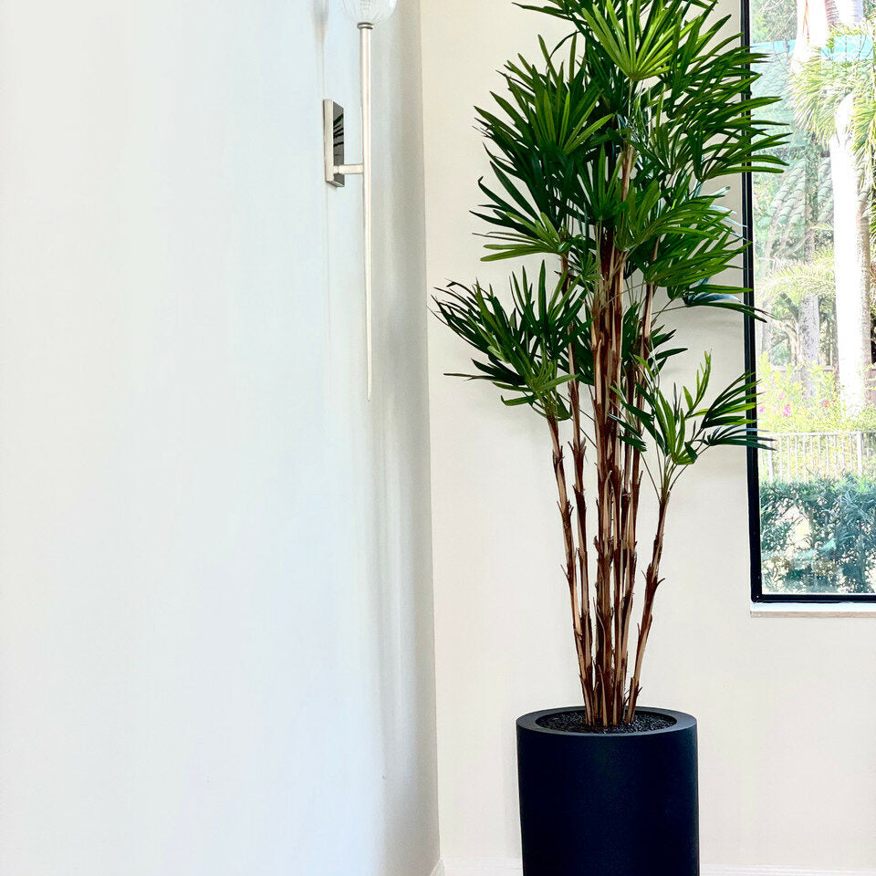 Palme