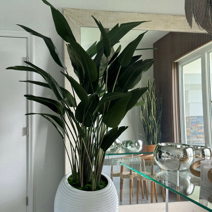 Paradiesvogelblume
