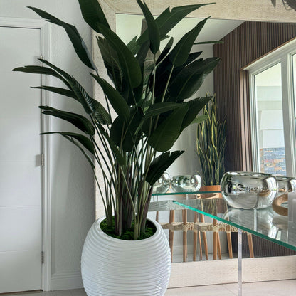 Paradiesvogelblume