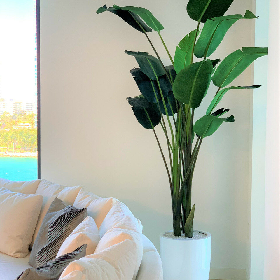 Paradiesvogelblume (2,7 m) mit Ben-Pflanzgefäß