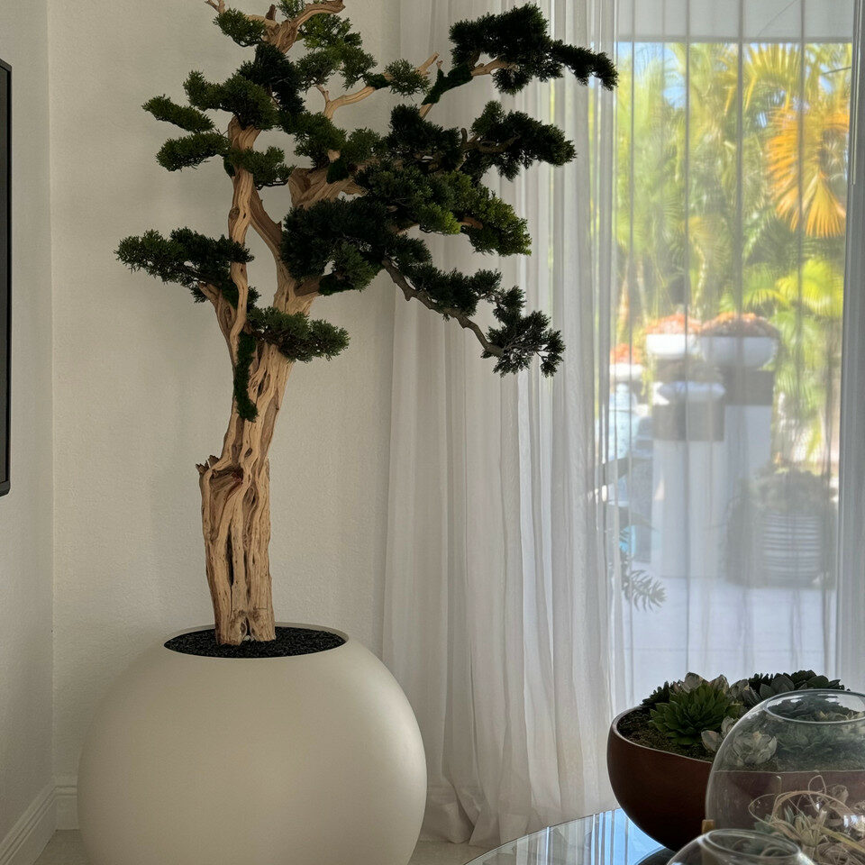 Arbre Bonsaï