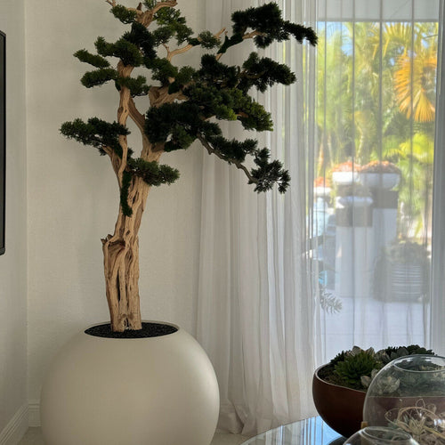 Arbre Bonsaï