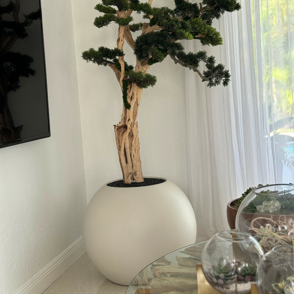 Arbre Bonsaï