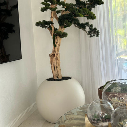 Arbre Bonsaï
