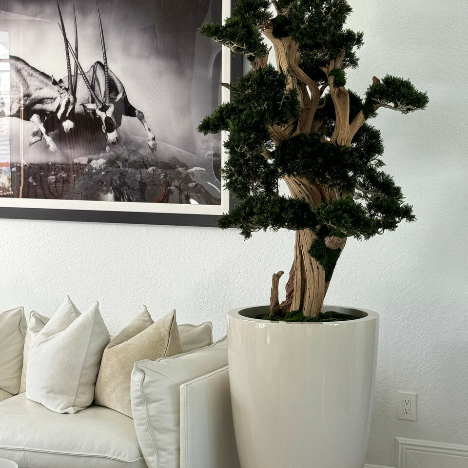 Großer Bonsai