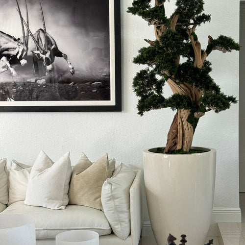 Großer Bonsai