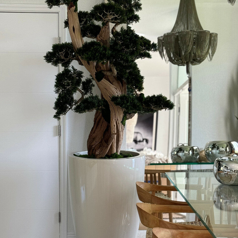 großer Bonsai