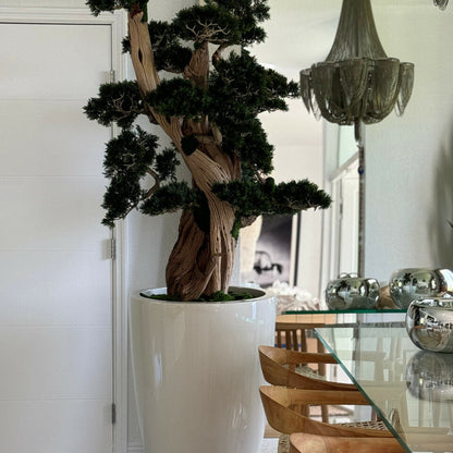 großer Bonsai