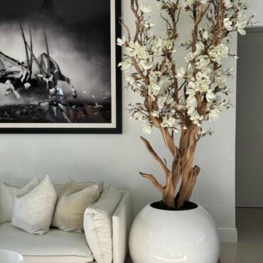Magnolia blanc, 76 cm