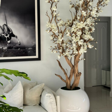Magnolia blanc, 76 cm