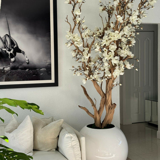 Weiße Magnolie