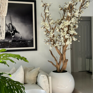 Magnolia blanc, 76 cm