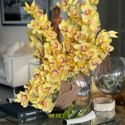Orchidées Cymbidium jaunes