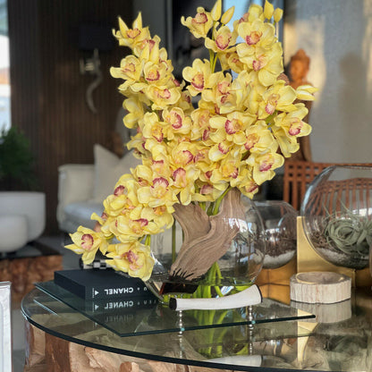 Orchidées Cymbidium jaunes