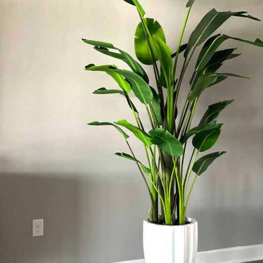Premium Wohndeko-Set – Paradiesvogelblume (2,7 m)