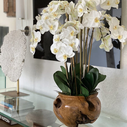 Weiße Orchideen