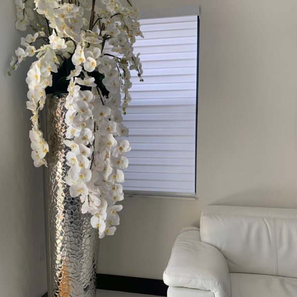 Orchidées Phalaenopsis en Cascade